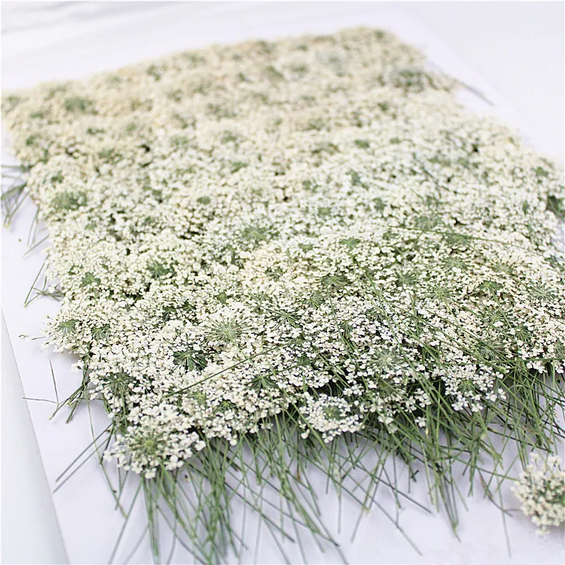 Dried Flower Bookmark - 100pcs,Pressed white Lace flowers with Stem,Nature