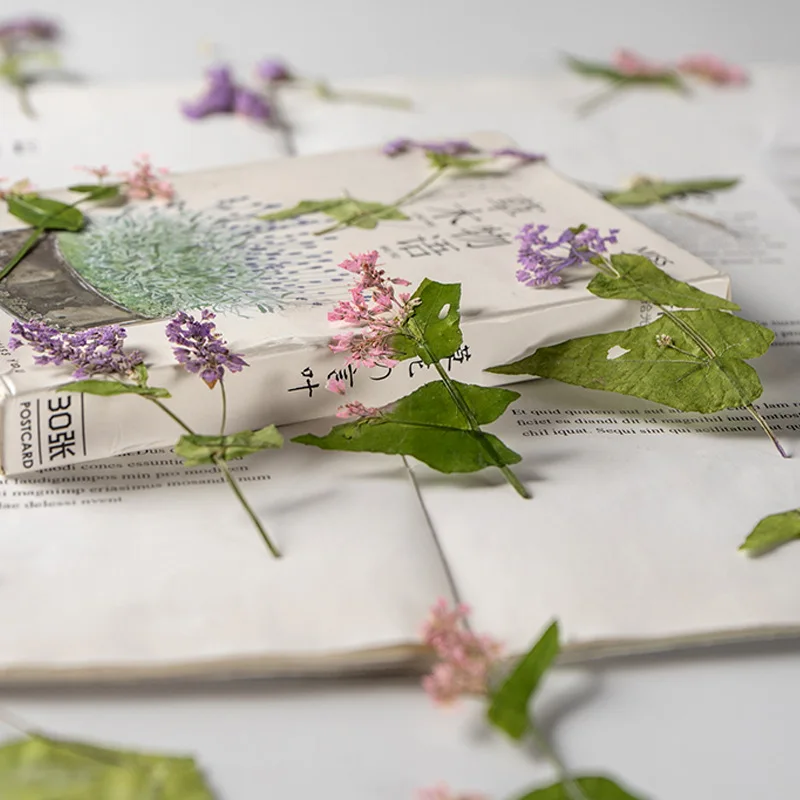 Pressed Buckwheat Flower, Real - Dried Flower Bookmark review and price