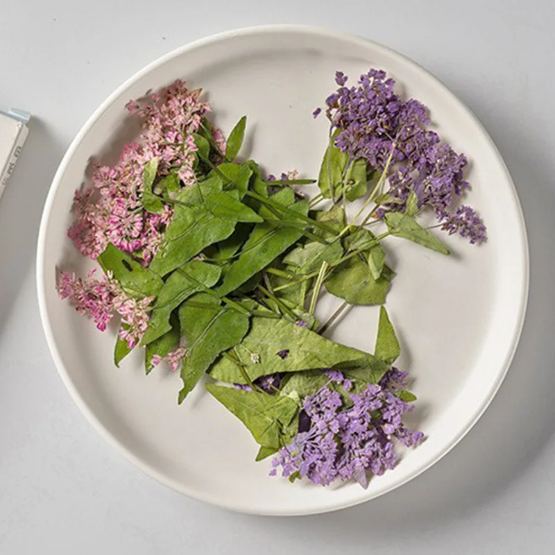 Pressed Buckwheat Flower, Real - Dried Flower Bookmark review and price