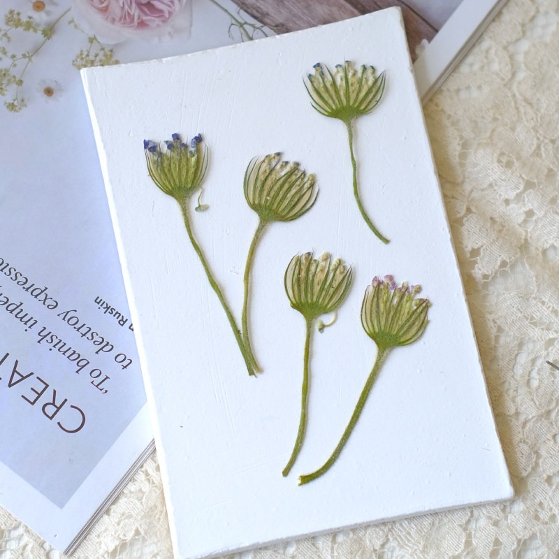 12PCS Pressed Emerald Pearl Fl - Dried Flower Bookmark review and price