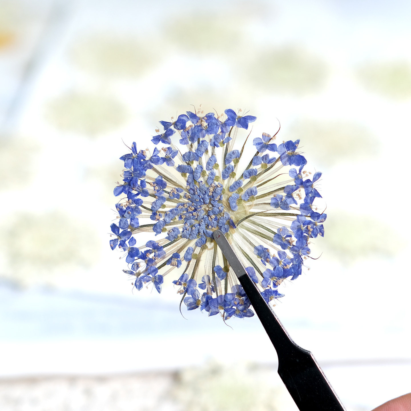 12PCS Pressed Emerald Pearl Fl - Dried Flower Bookmark review and price