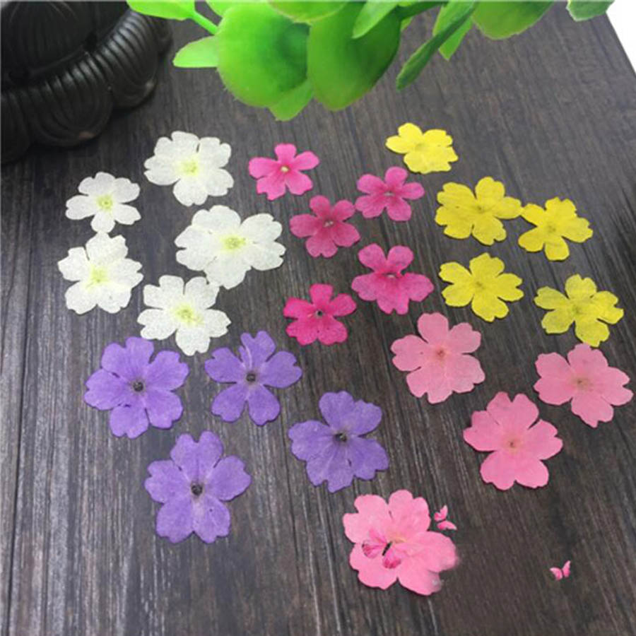 60pcs 1-2cm Pressed Dried Dyed - Dried Flower Bookmark review and price