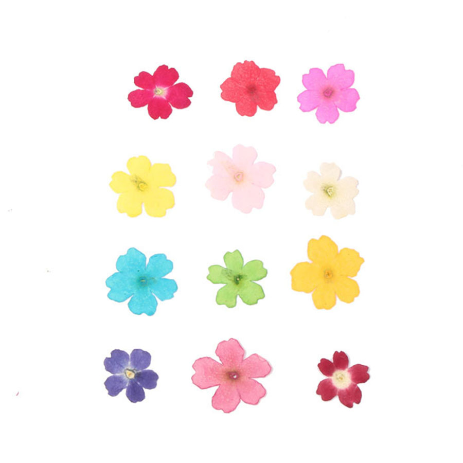 60pcs 1-2cm Pressed Dried Dyed - Dried Flower Bookmark review and price