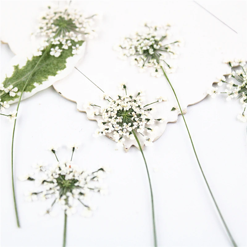100pcs,Pressed white Lace flow - Dried Flower Bookmark review and price