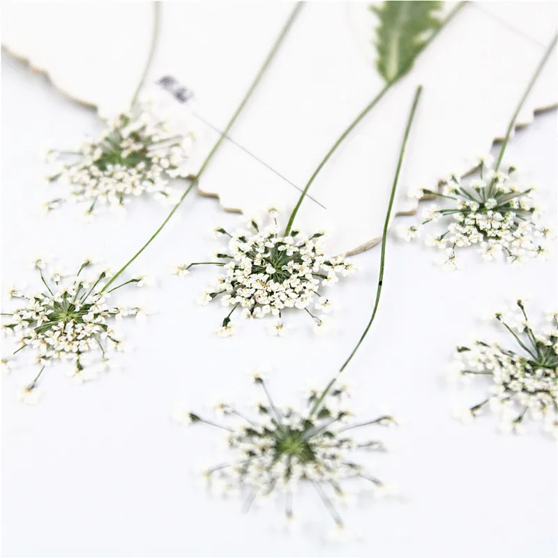 100pcs,Pressed white Lace flow - Dried Flower Bookmark review and price