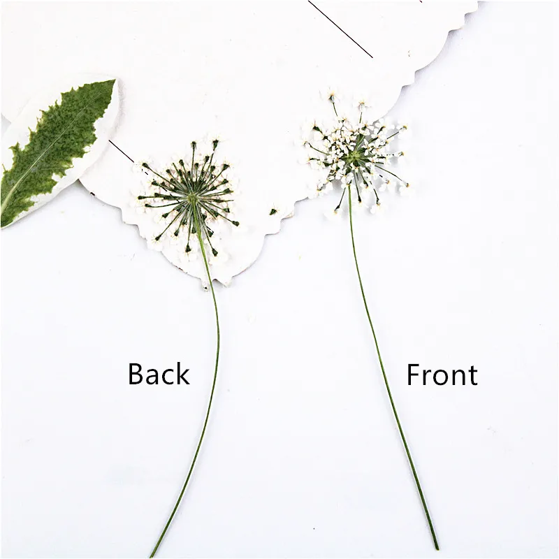 100pcs,Pressed white Lace flow - Dried Flower Bookmark review and price