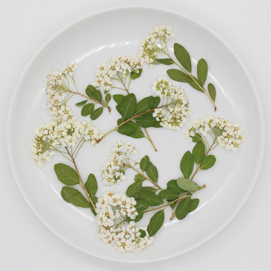 60X Dried Pressed Natural Whit - Dried Flower Bookmark review and price