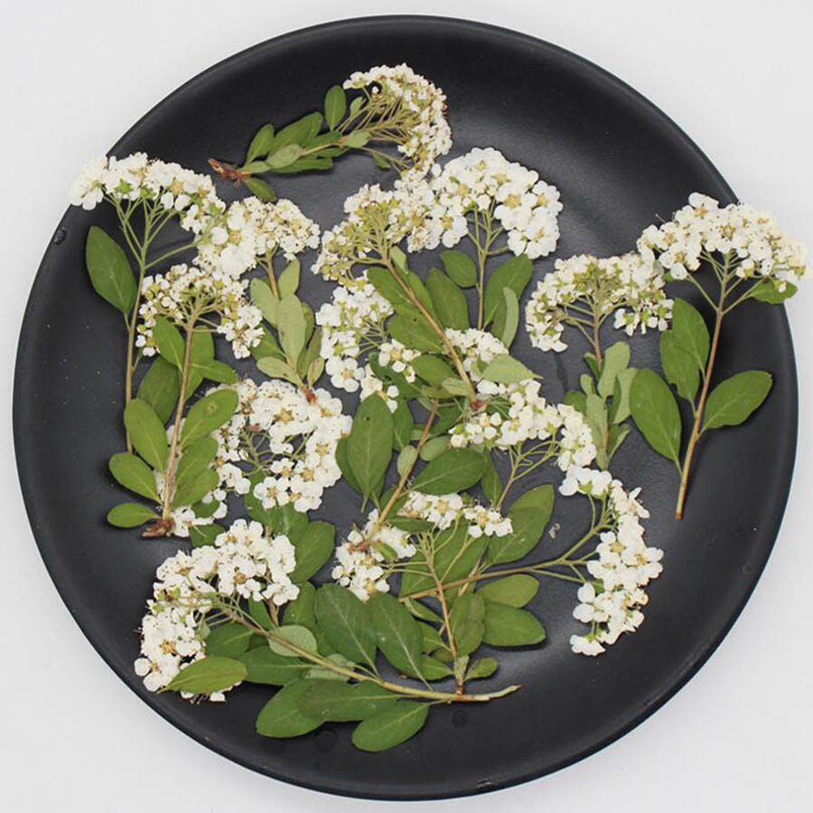 60X Dried Pressed Natural Whit - Dried Flower Bookmark review and price