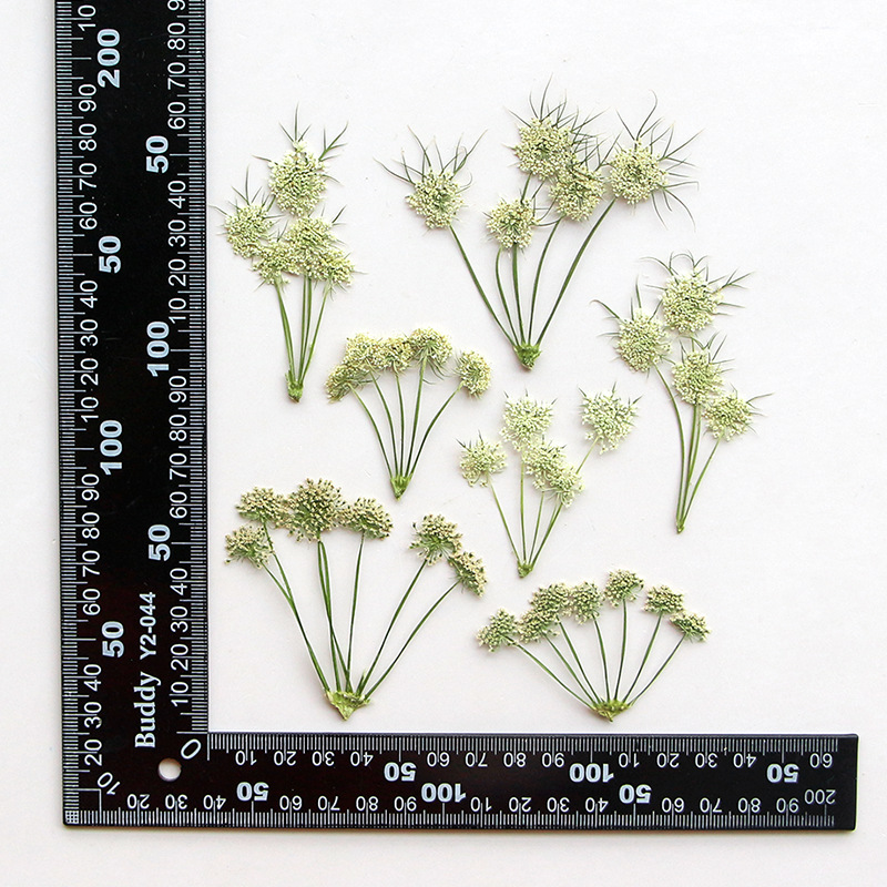 Pressed Dried Ammi Visnaga Lac - Dried Flower Bookmark review and price