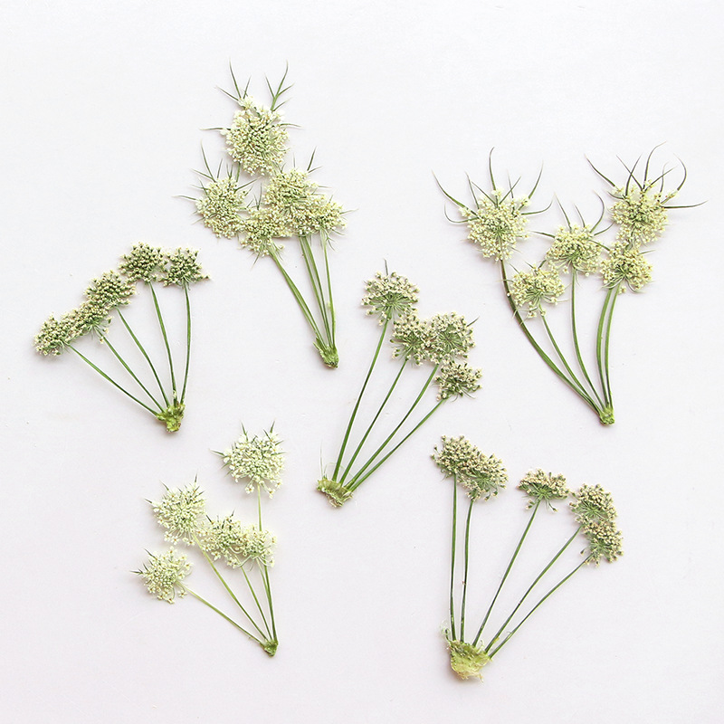 Pressed Dried Ammi Visnaga Lac - Dried Flower Bookmark review and price