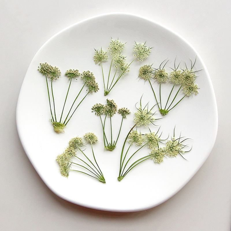 Pressed Dried Ammi Visnaga Lac - Dried Flower Bookmark review and price